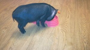 21 день жизни мини пига в квартире, доме, как мини пиг уживается с котом, как моем мини пига!