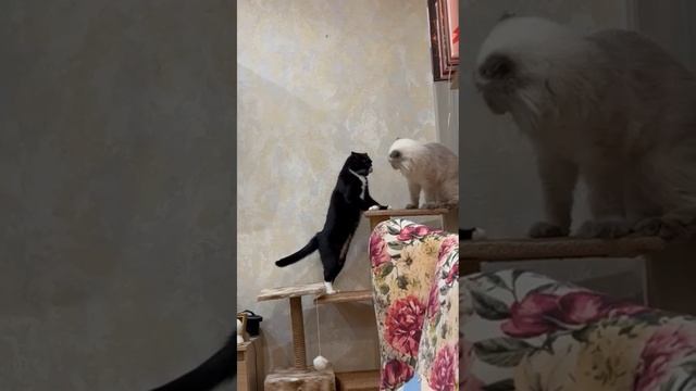 мои коты смотреть онлайн