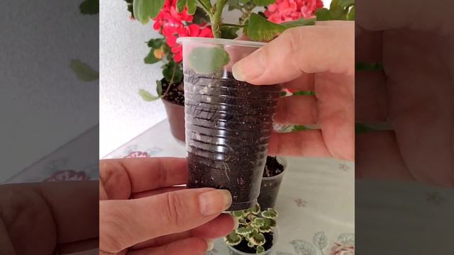 #115 Как быстро нарастить корни у черенков герани 2 смотреть онлайн