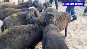 Qo'g'ay Egizchi |Bo'g'oz | qo'y-qo'zi ARZON NARXLARI КУГАЙ ЭГИЗЧИ БУГОЗ КУЙЛАР БОЗОРИ НАРХЛАРИ АРЗО