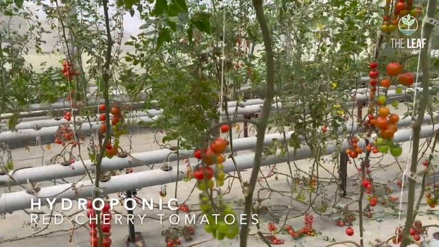 Hydroponic Red Cherry Tomatoes смотреть онлайн