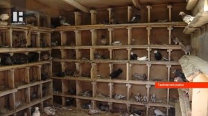 Житель села под Тамбовом разводит голубей мраморной бакинской породы