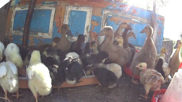 Джерсийский гигант, бройлер, испанская голошейка, башкирская утка, индийский бегунок, мускусная утк смотреть онлайн