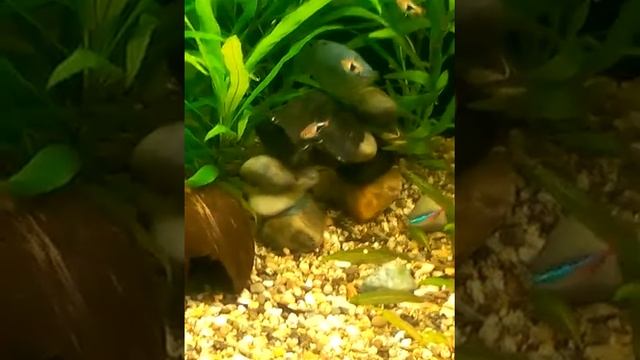 аквариум 200 литров смотреть онлайн