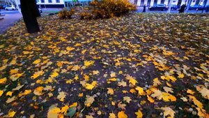 Футаж Осень в Городе. Красивые Осенние Пейзажи, Пожелтевшие Деревья, Опавшие Листья. Видеофутажи