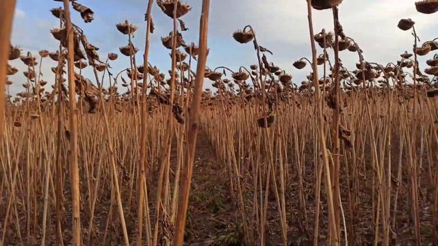 Подсолнух ЕВРАЛИС ГЕНЕЗИС Итог уборки, результат смотреть онлайн