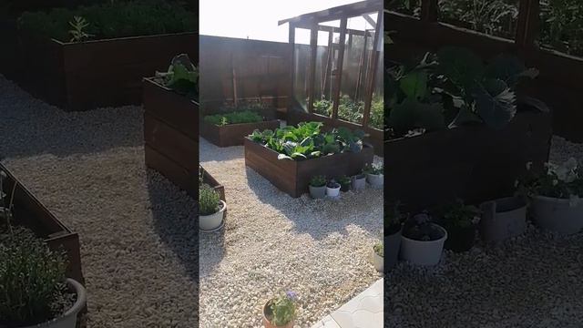 #ландшафтный_дизайн #greenhouse #теплица #garden #дача #огород