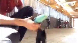 как поступить, чтобы тебя полюбила  лошадь| Лошади|