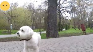 Порода МАЛЬТЕЗЕ или Мальтийская болонка! Что нужно знать о породе, прежде чем завести щенка!