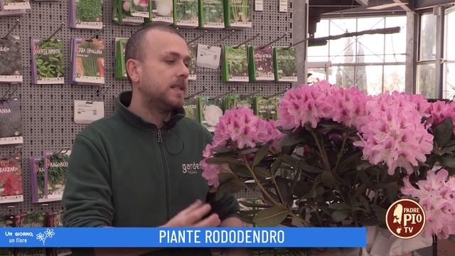 Pianta Rododendro (Un giorno, un fiore 26 Aprile 2022) смотреть онлайн