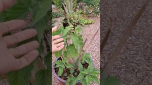 Part 1: Aloha Gardens AZ Tour; front yard Gardens🌵🌻🌳