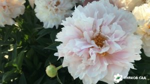 Serene pastel peony. Серена пастель пион. Пулков сад 2022 г