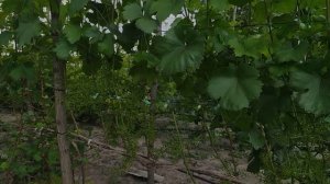 Внекорневая подкормка винограда кальцием сразу после окончания цветения.