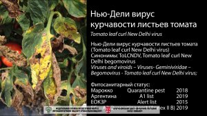 Нью-Дели вирус курчавости листьев томата ((ToLCNDV) Tomato leaf curl New Delhi virus)