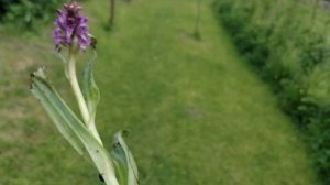 Промыла корень у Пальчатокоренника. это не ятрышник, а Dactylorhiza maculata. 07.06.2023