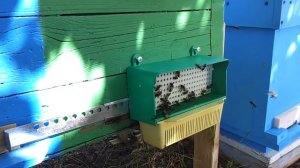 Как собрать пчелиную пыльцу.  Ограбление пчёл.