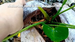 Anthurium Plants  in Coconut Coir