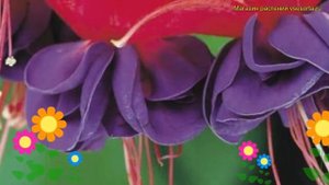 Фуксия обыкновенная Дарк Айс. Краткий обзор, описание характеристик fuchsia Dark Eyes