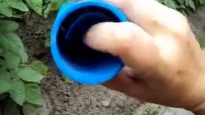Как поймать крота живьем. Самый гуманный способ.