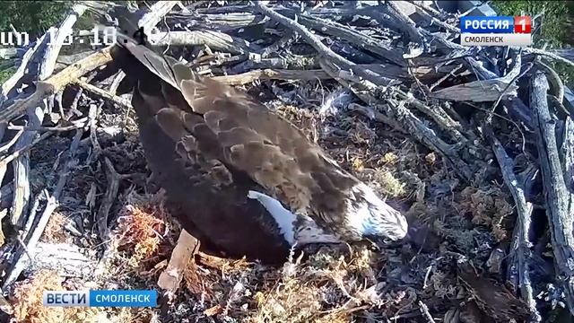 Смоляне увидели появление птенцов в гнезде скопы смотреть онлайн