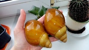 Уход за улитками Архахатина и древесниками! /// влог и уборка улиток /// всё о улитках