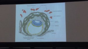 Лекция по гистологии. Эмбриогенез. Часть 4