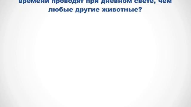 Викторина "Необыкновенные животные" смотреть онлайн