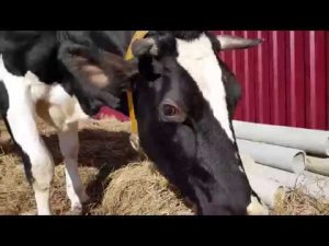 КАКАЯ БЫТОВУХА В ДЕРЕВНЕ