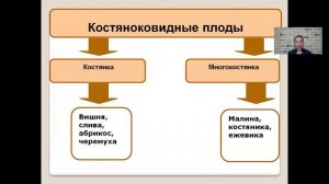 Плоды.  Распространение плодов и семян   6 класс