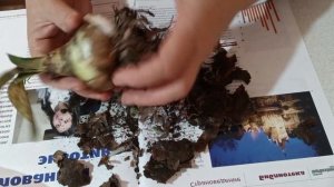 Зимовка луковицы гиппеаструма в холодильнике.