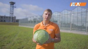 Капуста белокочанная Харрикейн F1. Характеристики гибрида