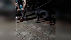 ПИТБУЛИ БОИ !!!Черный Питбуль против голубого путбуля !!!Пантера 6 месяцев щенок красивый 2021