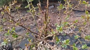 Обрезка розы весной. ОЧЕНЬ ПРОСТО.