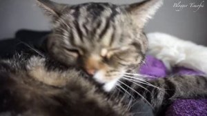 ΠΠ‘ΠΠ / ΠΊΠΎΡ Π²ΡΠ»ΠΈΠ·ΡΠ²Π°Π΅Ρ ΡΠ΅Π±Ρ; ASMR/ cat grooming
