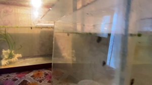 Как вырастить крупных рыбок для аквариума