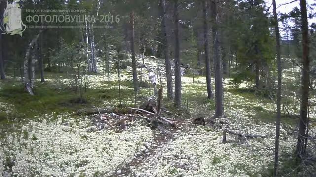 ID690/Лапландский заповедник/Хищники/Куница плутовка! смотреть онлайн