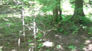 по грибы 4 июля 2016 первые грибы этого сезона