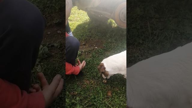 Огромная личинка майского жука смотреть онлайн