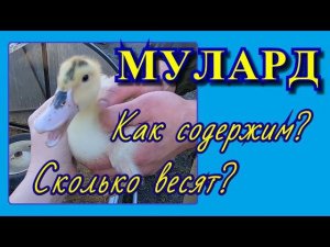 УТКА МУЛАРД ОТ 0 ДО 15 ДНЕЙ. Вес и содержание.