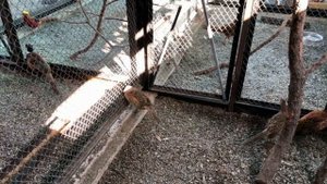 Домашний фазанарий