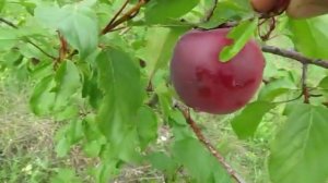 Абрикос Мелитопольский черный