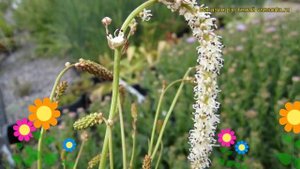 Кровохлебка тонколистная. Краткий обзор, описание sanguisorba tenuifolia var. tenuifolia f. alba