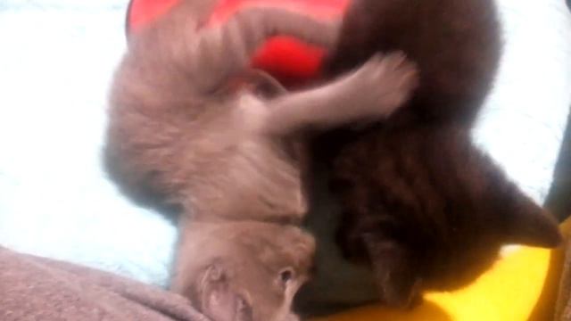 Котики. #британцы #вислоухий #вислоухие #вислоухийкотенок #чёрныйкот #мамакошка #играем #игрысмамой