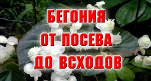 Вечноцветущая бегония. От посева до всходов.mp4