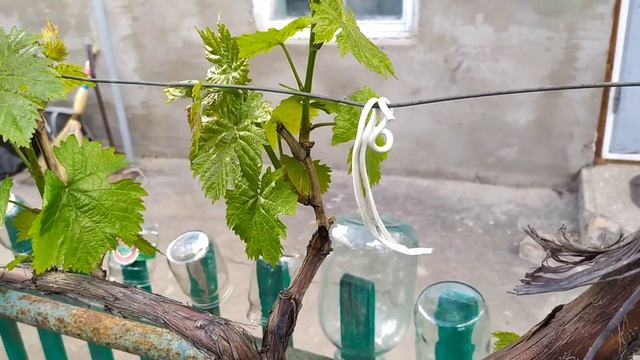 Нормеруем виноград Муромец побегами смотреть онлайн