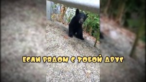 Если рядом с тобой друг #забавныеживотные