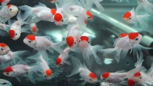 ОРАНДА КРАСНАЯ ШАПОЧКА – REDCAP ORANDA GOLDFISH