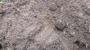 Обновление старой КЛУМБЫ ОСЕНЬЮ, клумба цветущая с ранней весны до глубокой осени