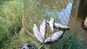 Реки у дороги. Рыбалка. Где летом живёт Амурский язь - Чебак.