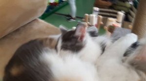 Осенние подкормки для пеларгонии. Какое удобрение выбрать.